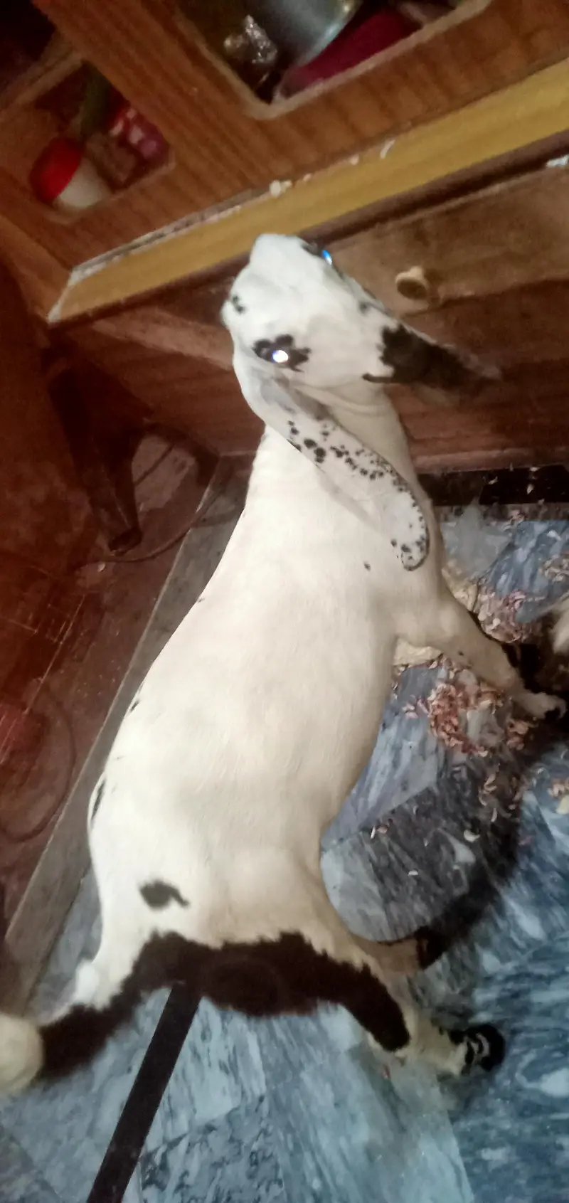 bakriyaa 3 maaa aur usky bachiyaaa — photo 5