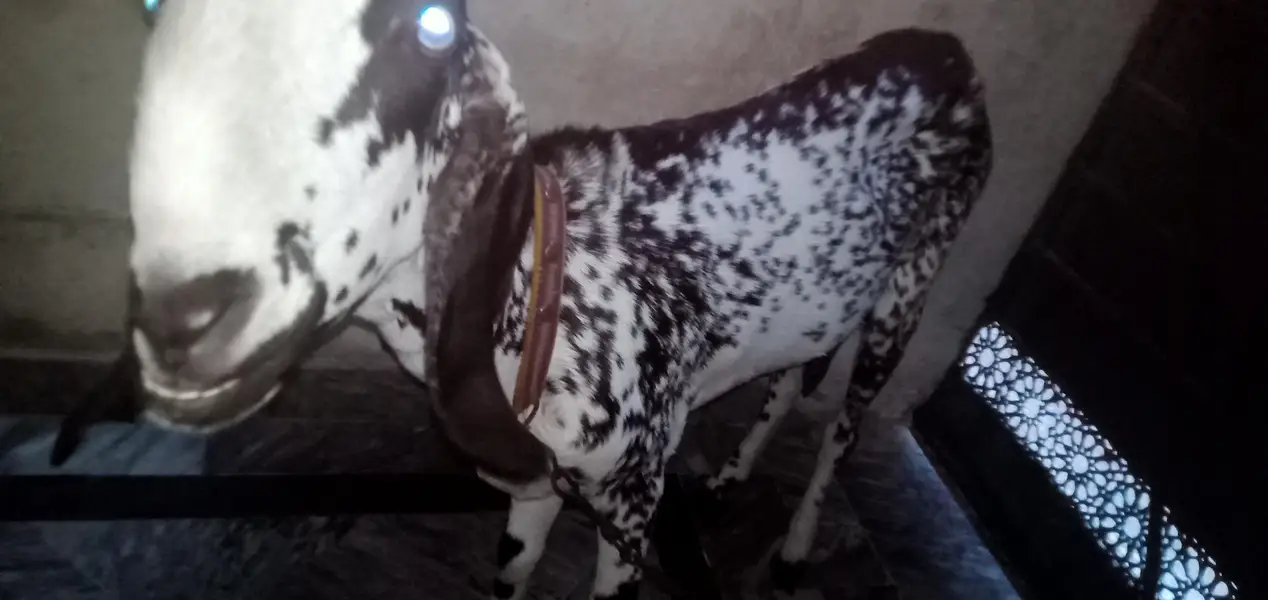 bakriyaa 3 maaa aur usky bachiyaaa — photo 6