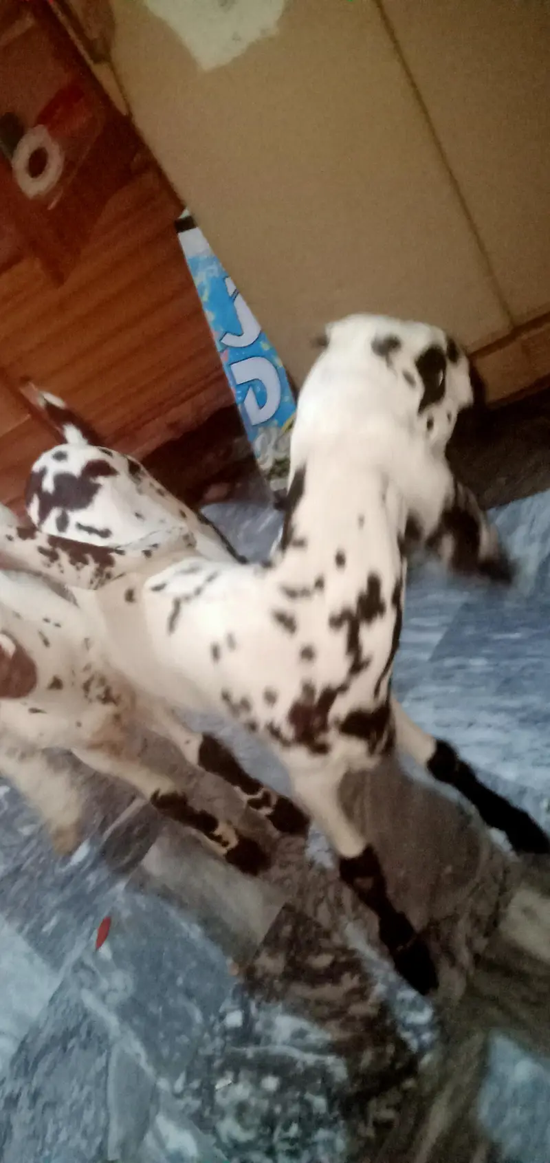 bakriyaa 3 maaa aur usky bachiyaaa — photo 7
