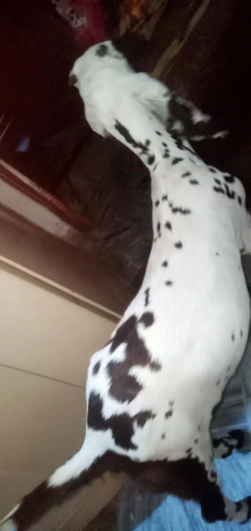 bakriyaa 3 maaa aur usky bachiyaaa — photo 8