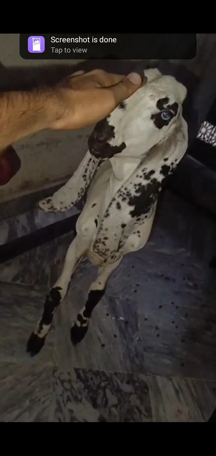 bakriyaa 3 maaa aur usky bachiyaaa — photo 9