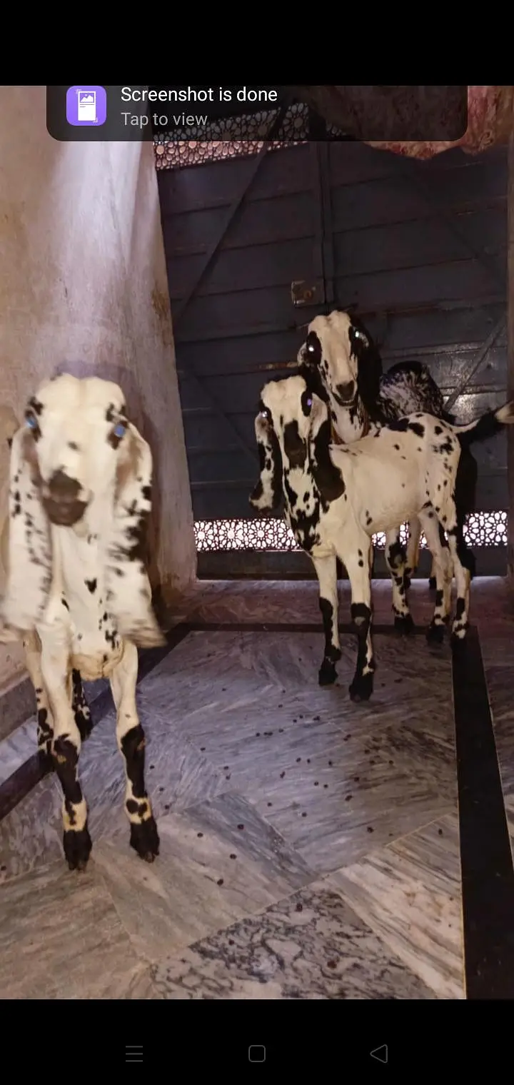 bakriyaa 3 maaa aur usky bachiyaaa — photo 10