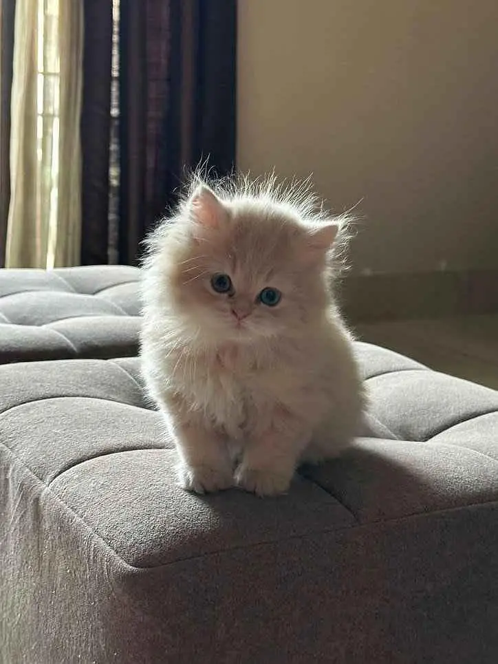 Persian kitten whatp //0 327//// 2662719. . — photo 4