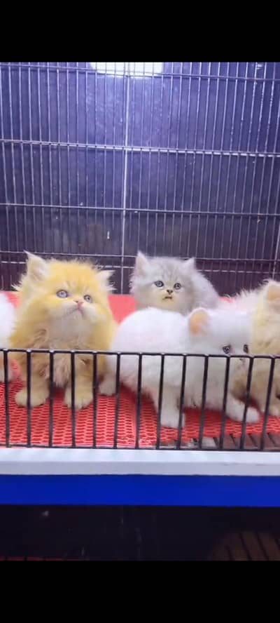 Persian cat for sale male or female my WhatsApp 30269=41=814