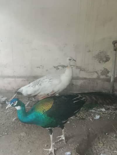 Peacock pair for sale (Urgent)