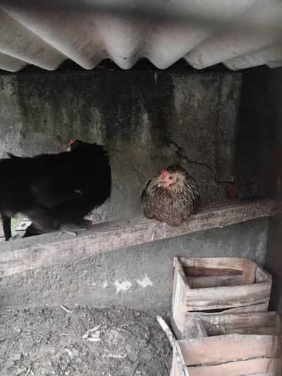 Bantam and desi Hens for sale