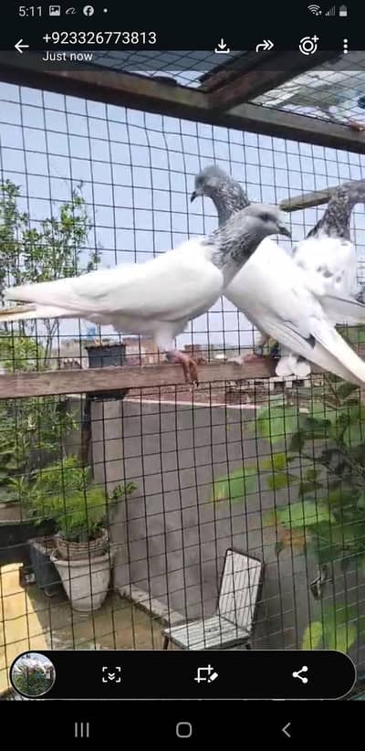 chat wale chuhe motiyo wale breeder joree