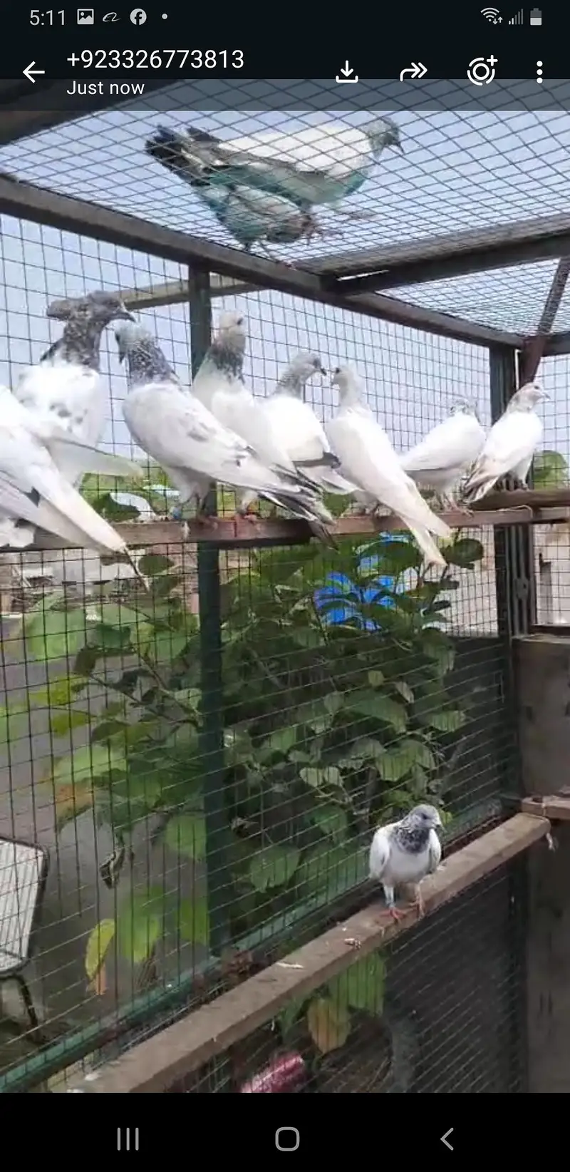 chat wale chuhe motiyo wale breeder joree — photo 2