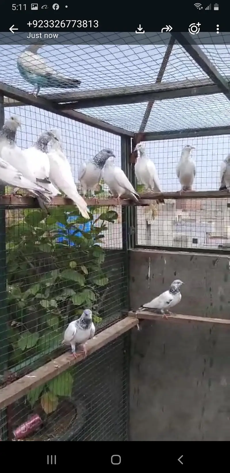 chat wale chuhe motiyo wale breeder joree — photo 4