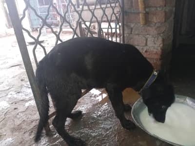 3 month Labrador female