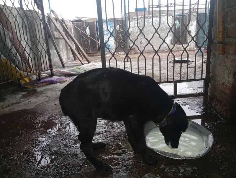 3 month Labrador female — photo 2