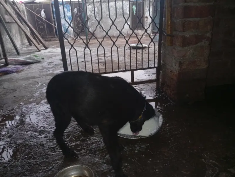 3 month Labrador female — photo 3