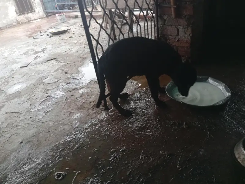3 month Labrador female — photo 4