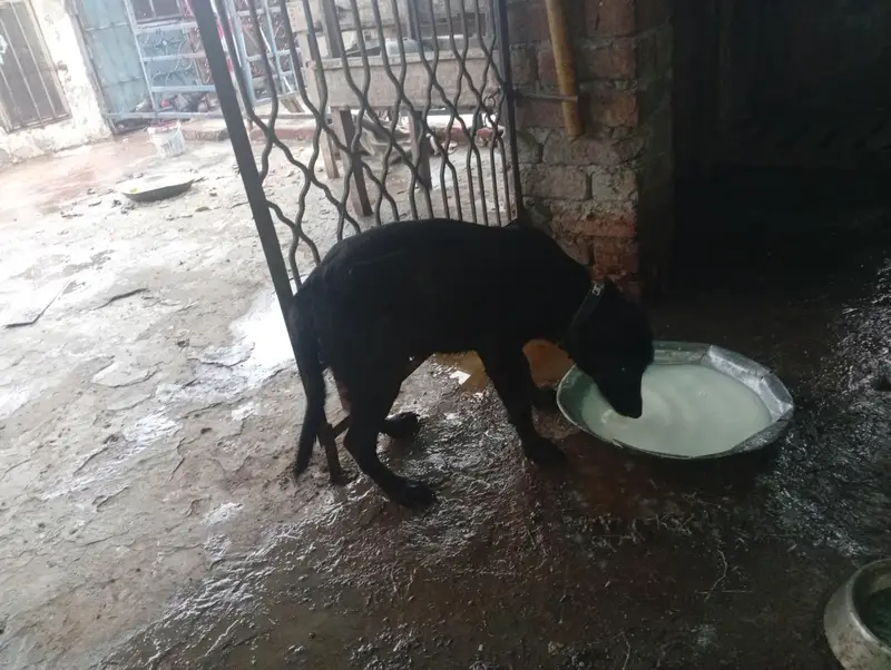 3 month Labrador female — photo 5