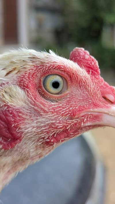 ASEEL PATHA / MURGA /HENS
