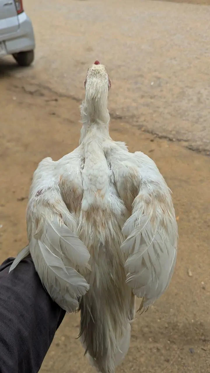 ASEEL PATHA / MURGA /HENS — photo 2