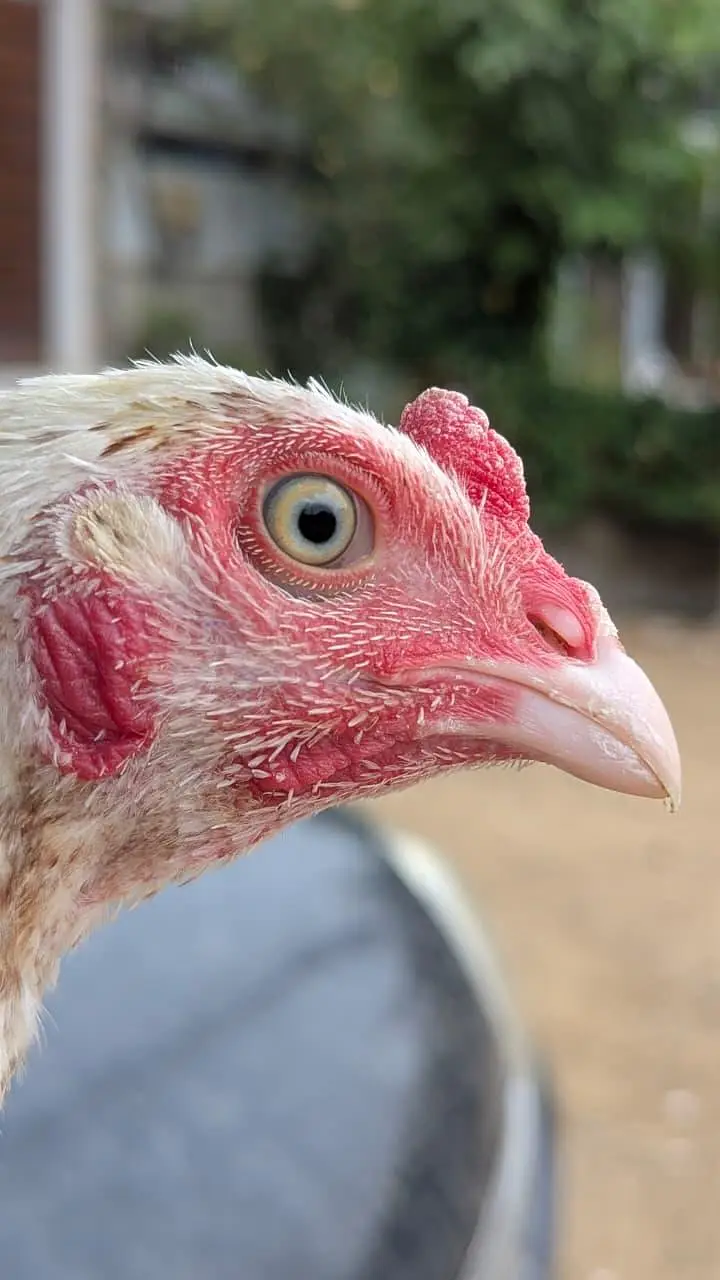 ASEEL PATHA / MURGA /HENS — photo 3