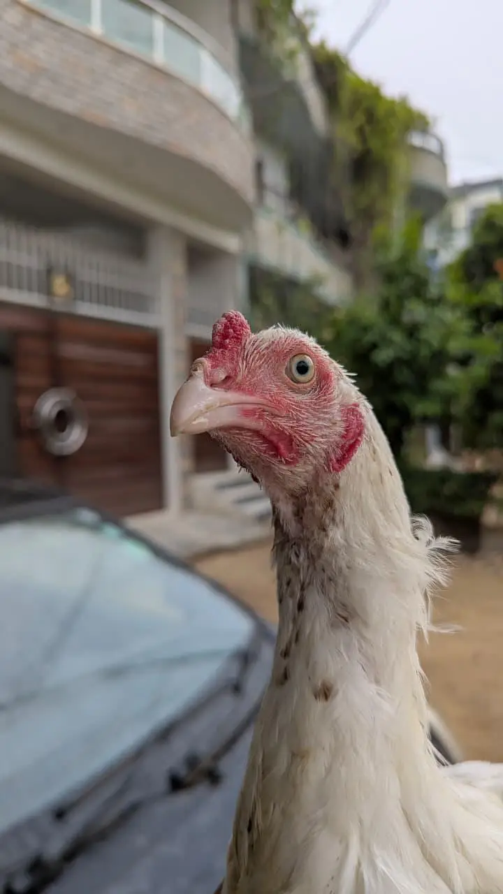 ASEEL PATHA / MURGA /HENS — photo 4