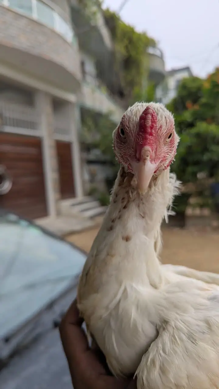 ASEEL PATHA / MURGA /HENS — photo 5