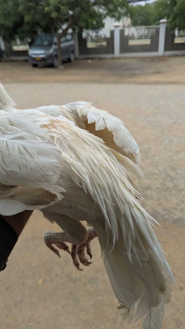 ASEEL PATHA / MURGA /HENS — photo 6