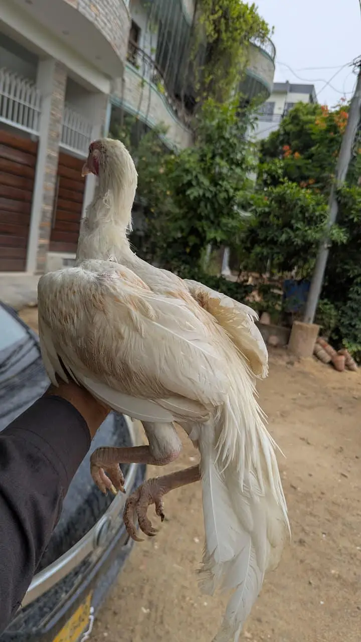 ASEEL PATHA / MURGA /HENS — photo 7