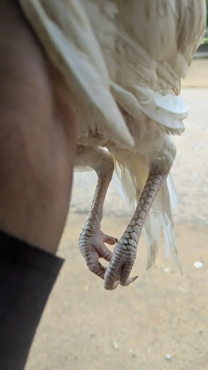 ASEEL PATHA / MURGA /HENS — photo 10