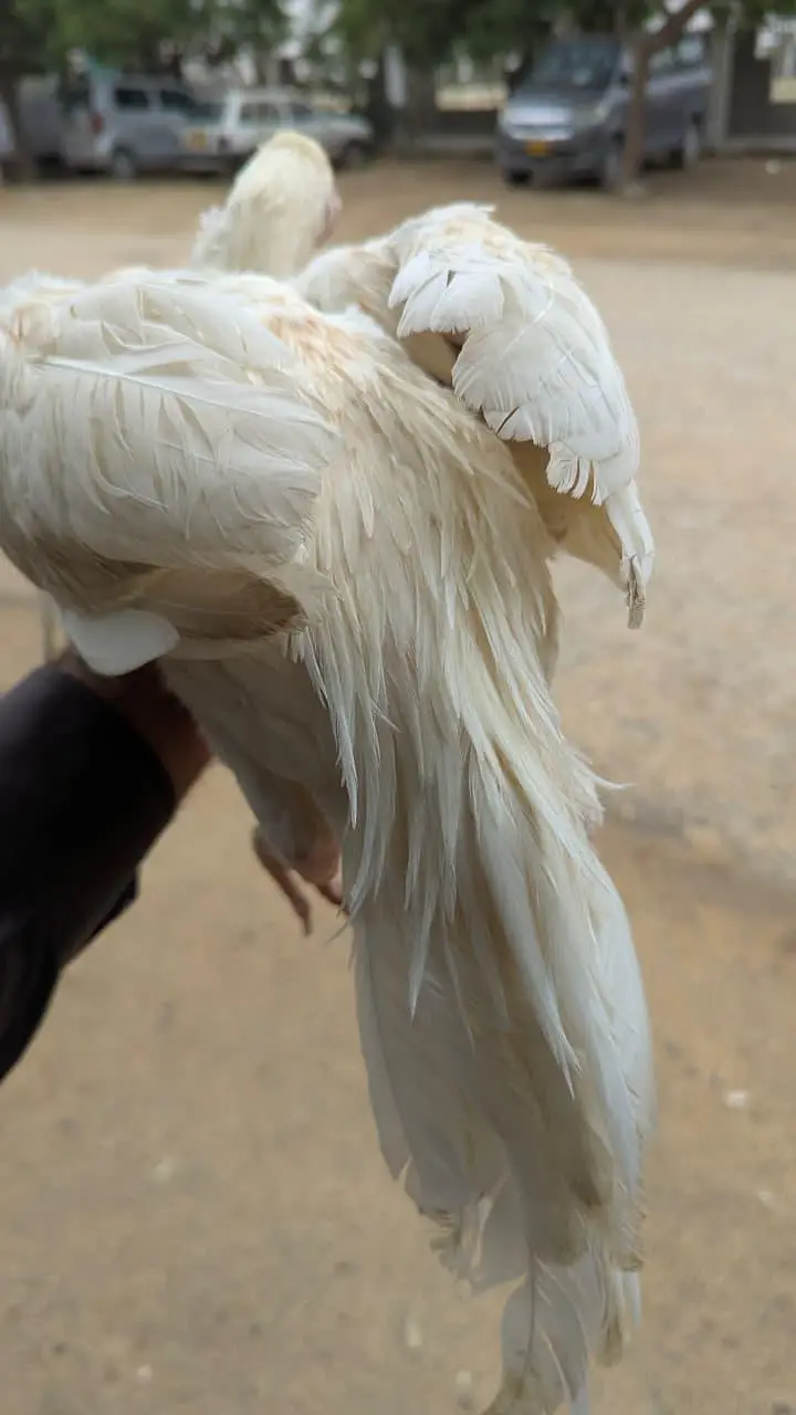 ASEEL PATHA / MURGA /HENS — photo 11