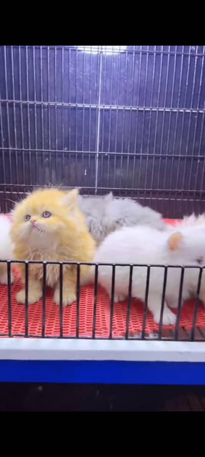 Persian cat for sale male or female my WhatsApp 3026941=814