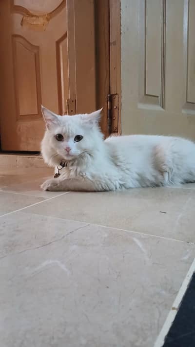 Male Persian Cat
