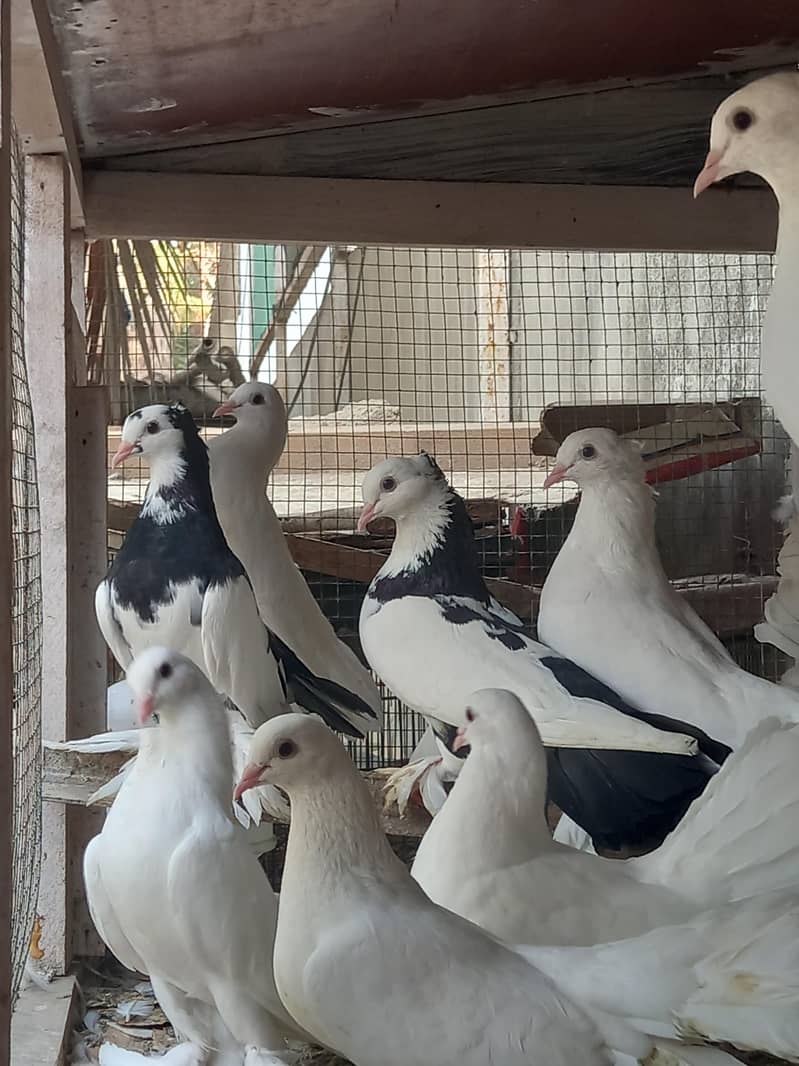 pigeons 0