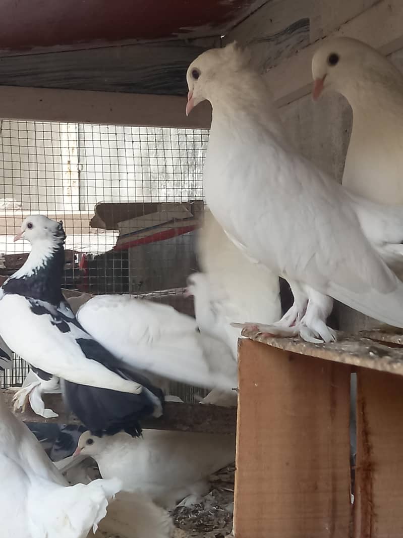 pigeons 12
