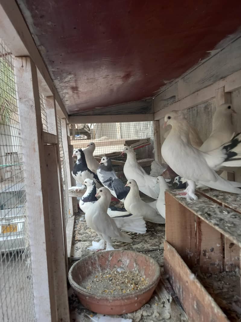 pigeons 13