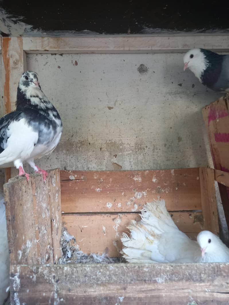 pigeons 14