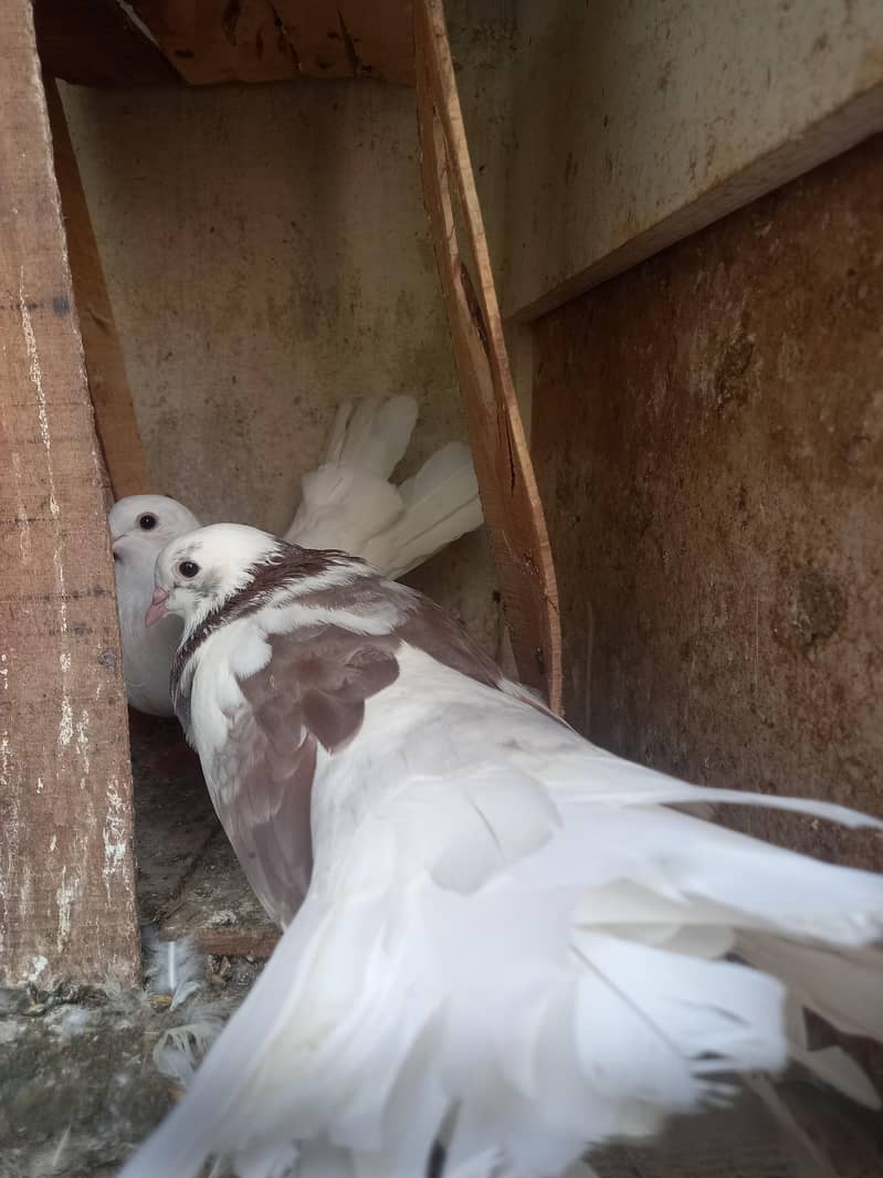 pigeons 15