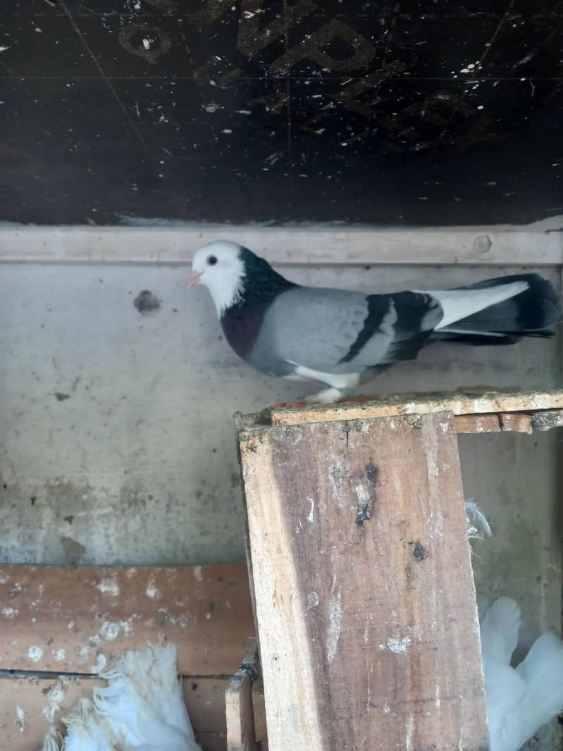 pigeons 16