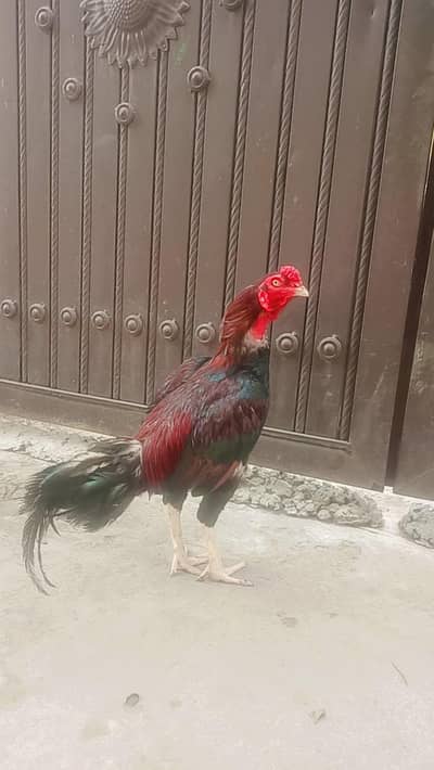 orignal miawali keel kaar
