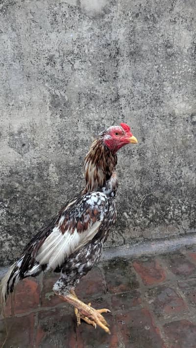 Aseel Pair with chicks
