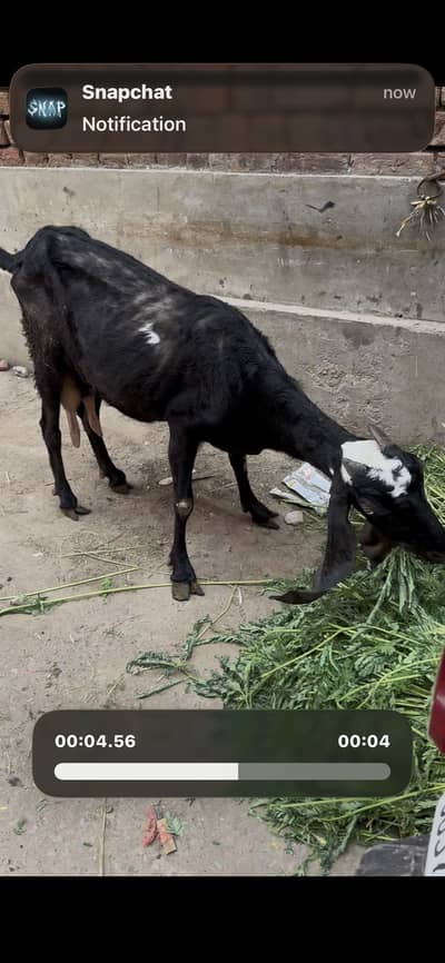 Bakri 2 bachoun k sath