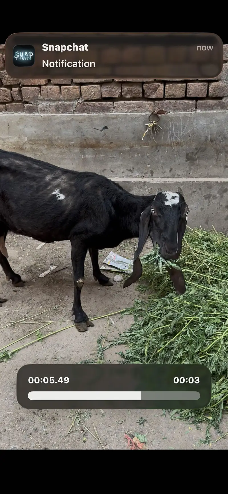 Bakri 2 bachoun k sath — photo 2