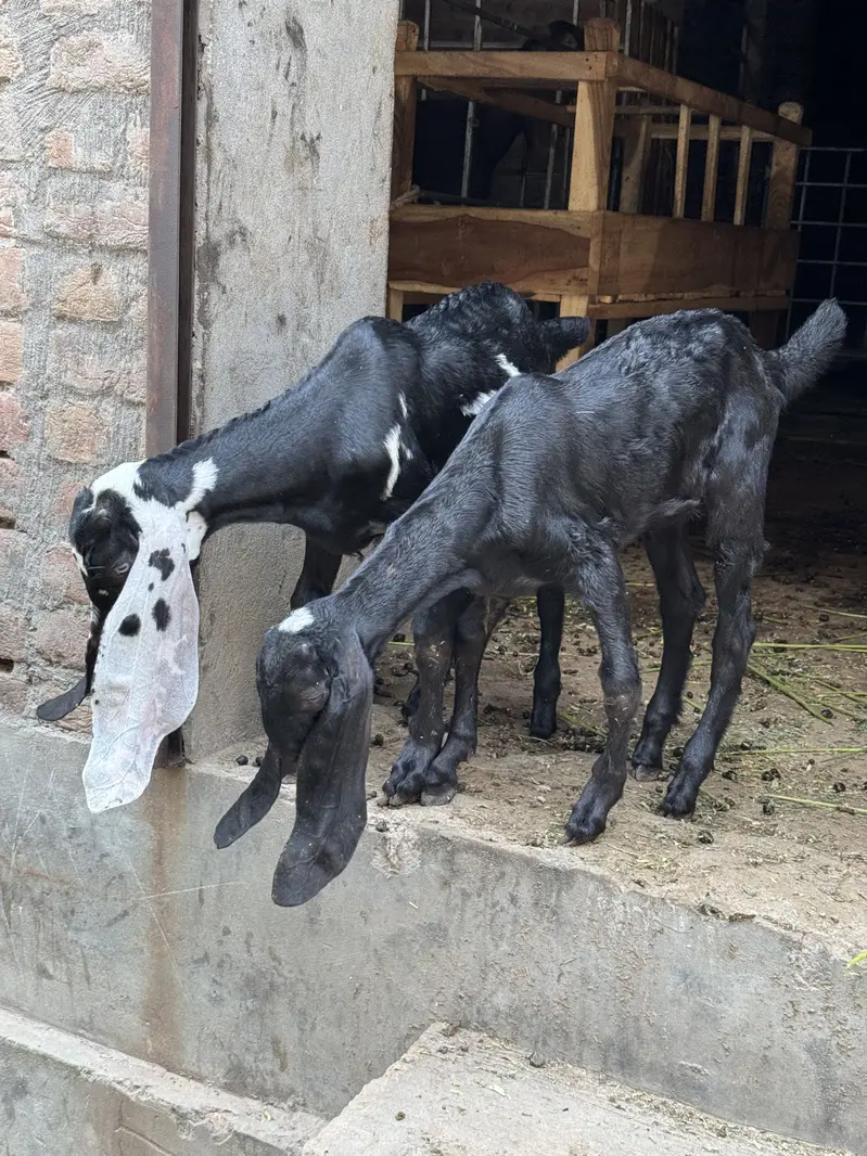 Bakri 2 bachoun k sath — photo 3