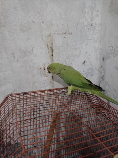 Green parrot Female