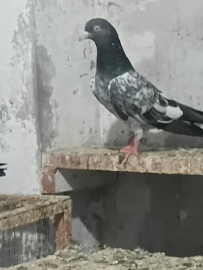 high flying pigeons