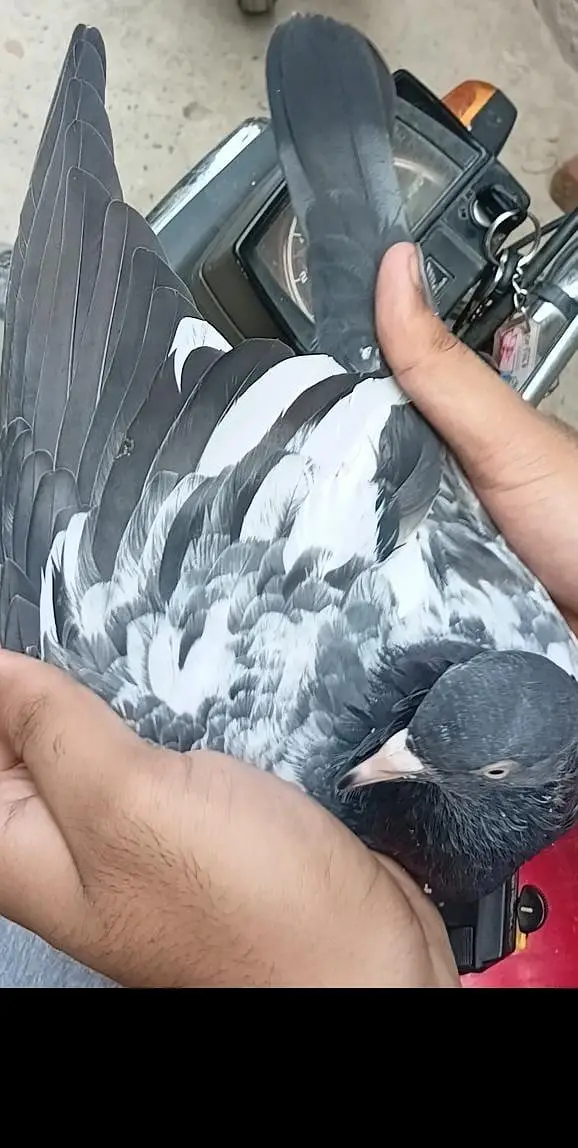 high flying pigeons — photo 3