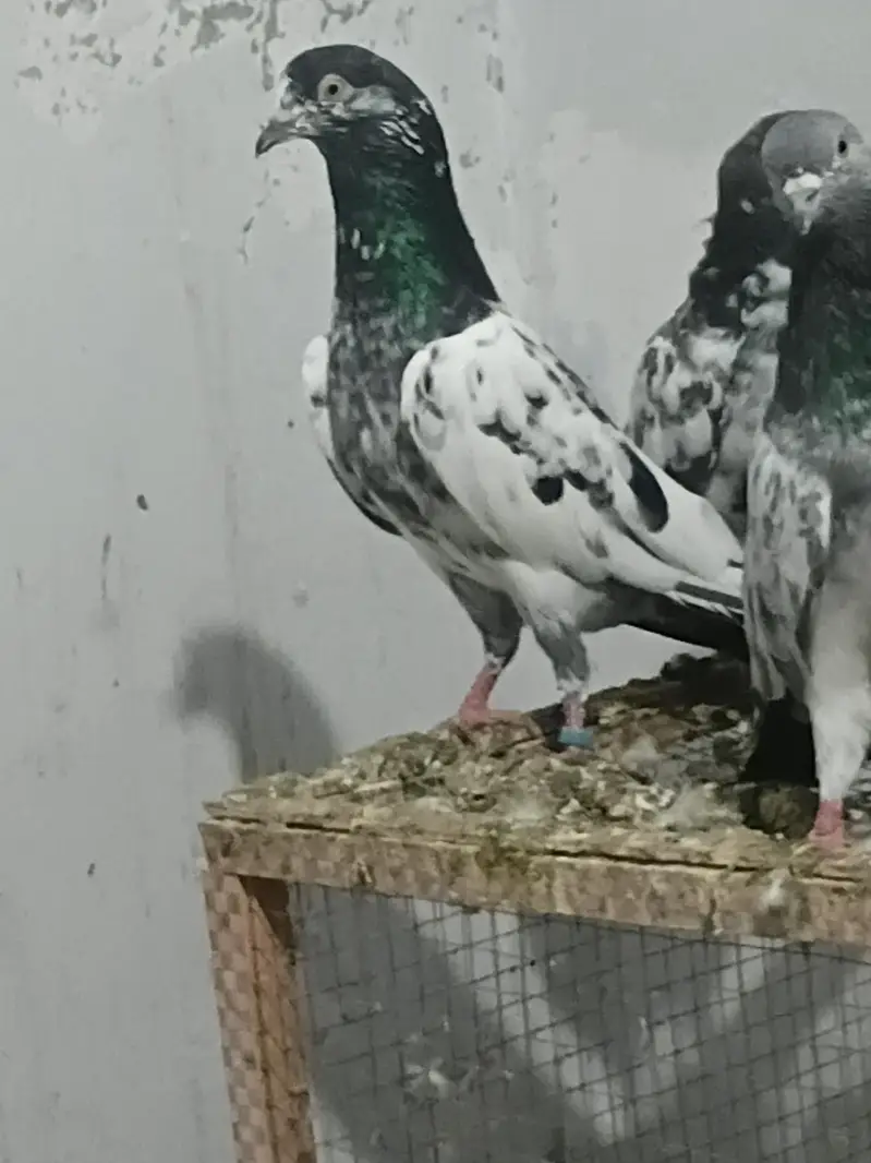high flying pigeons — photo 5