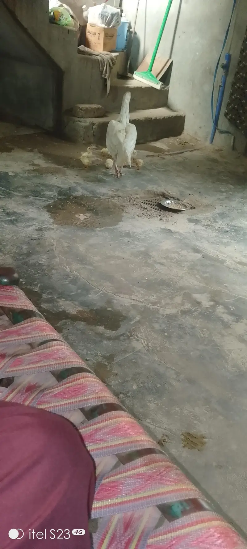 pure aseel Heera chiks — photo 2