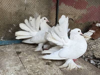 Enghlish fantails pair