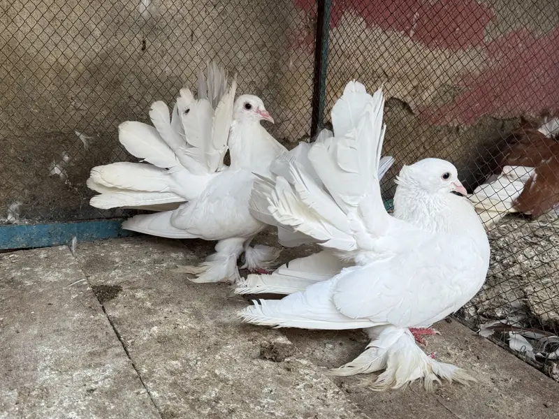 Enghlish fantails pair — photo 2