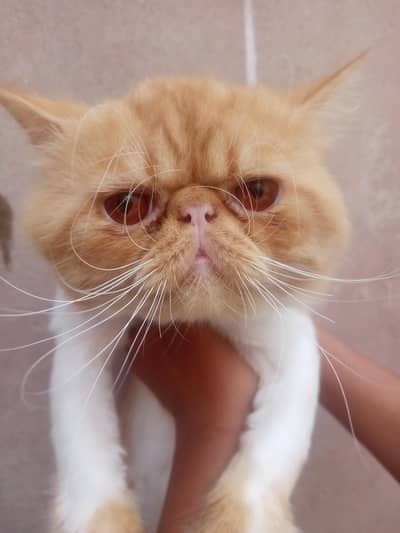 Male cat available for mating