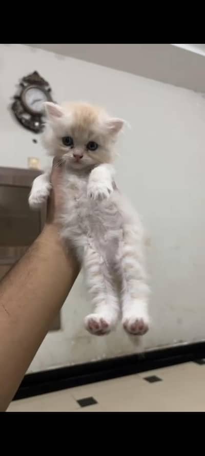 kittens