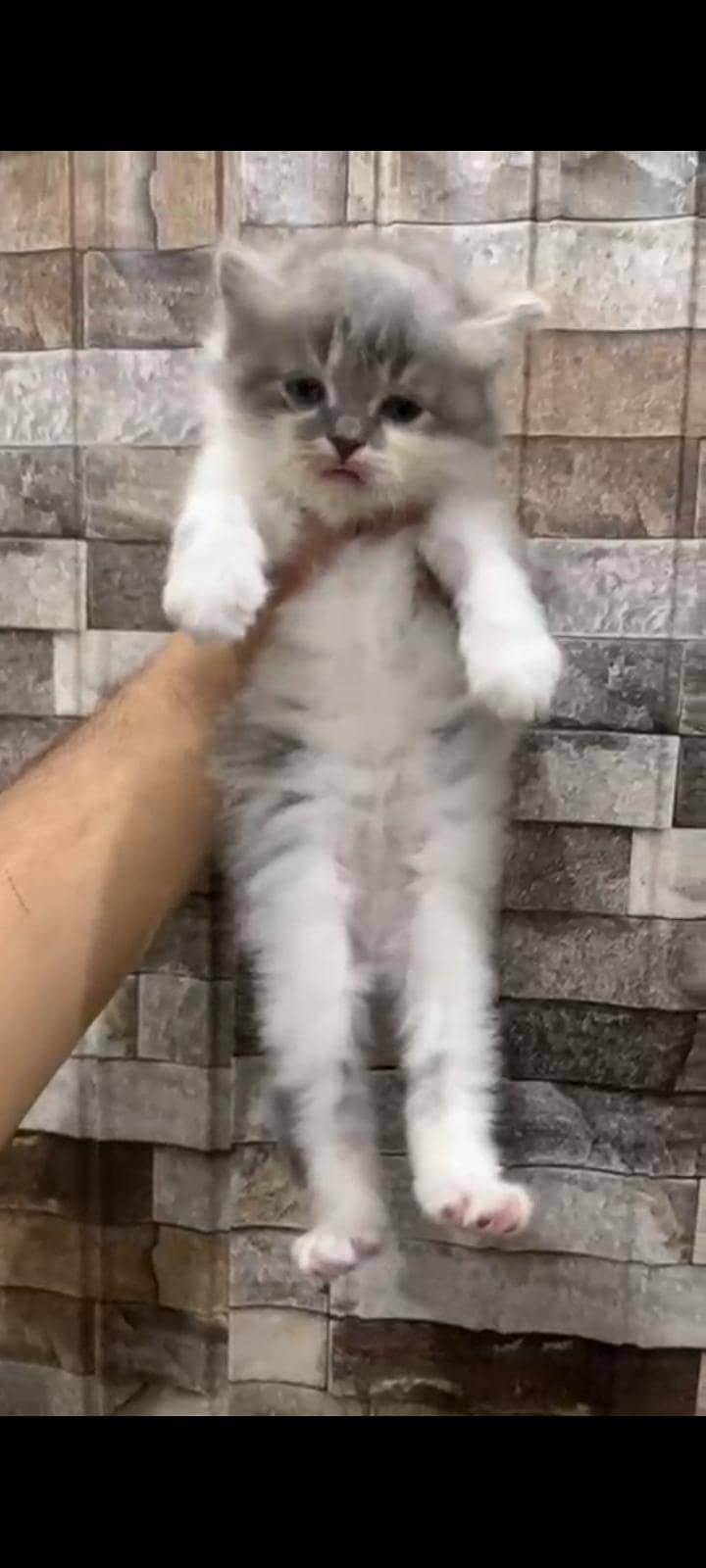 kittens 1